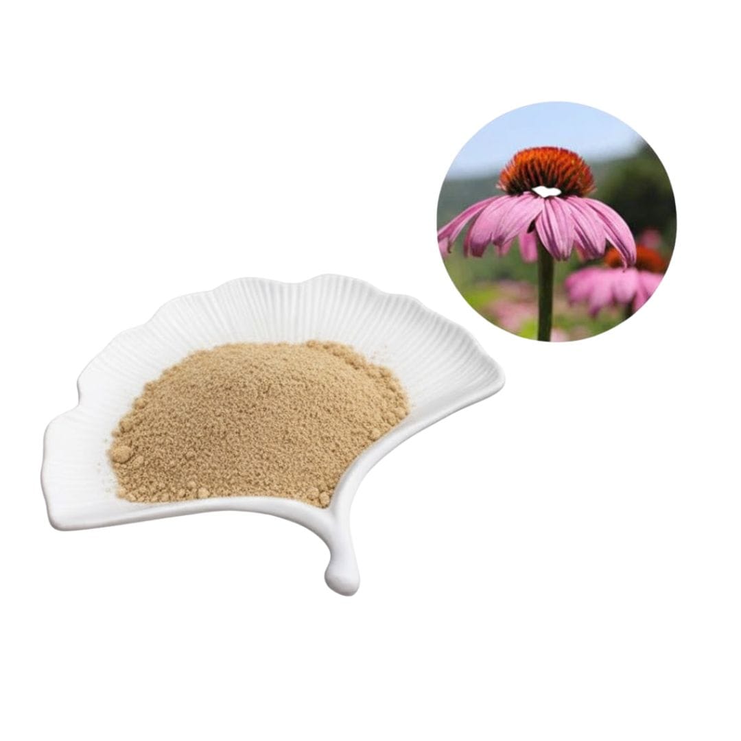 Echinacea Extract Powder
